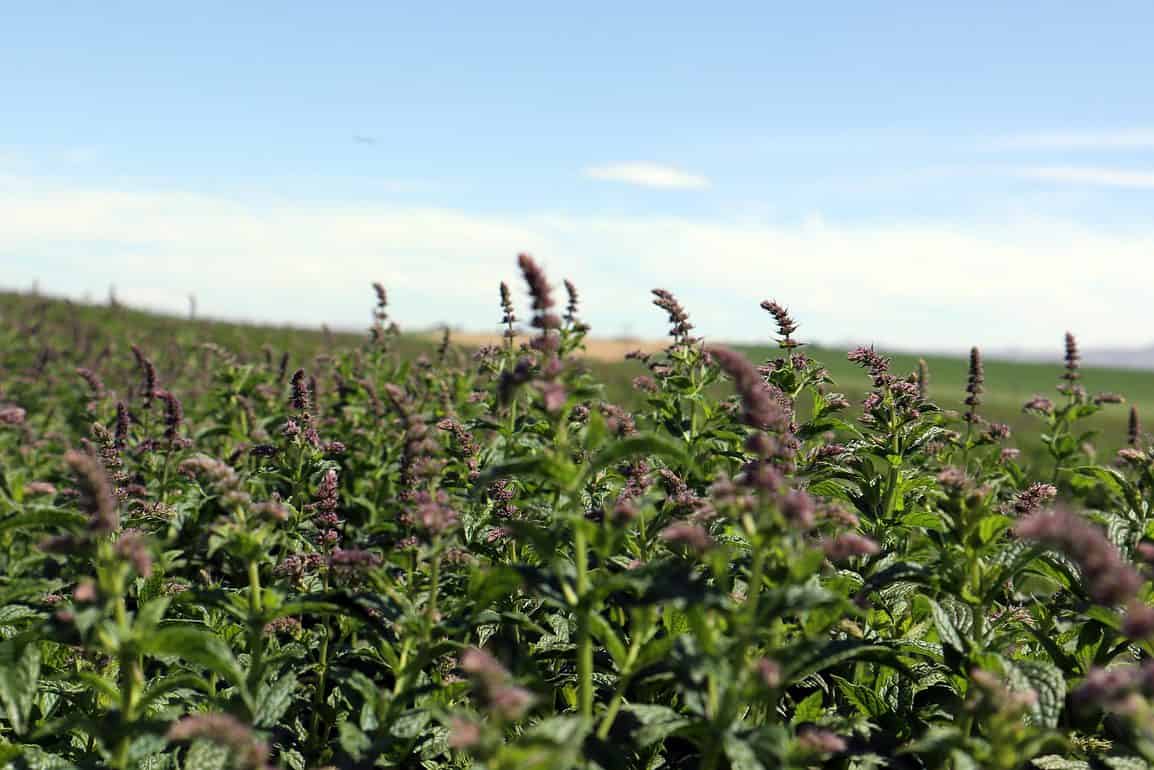 Verified mint for Symrise from cooperation partner Norwest Ingredients