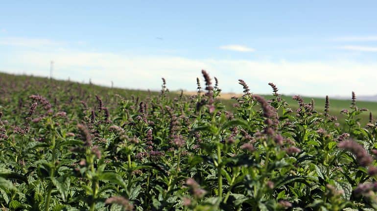 Verified mint for Symrise from cooperation partner Norwest Ingredients