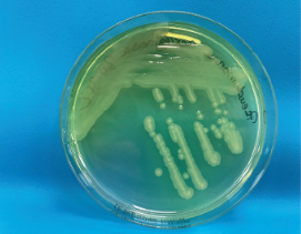 EURO COSMETICS Magazine • Microbiological requirements for water in the cosmetics industry - FAQs • Euro Cosmetics • Euro Cosmetics